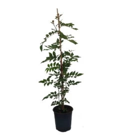 Szechuan Pfeffer Zanthoxylum Simulans -Premium-Pflanzenauswahl-Shop Szechuan Pfeffer9xbCNF6yKEAYb