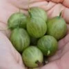Tatjana, Grün, Fast Stachellos Ribes Uva-crispa `Tatjana´ -Premium-Pflanzenauswahl-Shop Tatjana Frucht