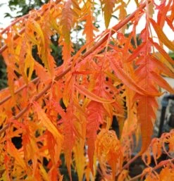 Essigbaum `Tiger Eyes´ Rhus Typhina `Tiger Eyes´ 10 Essigbaum `Tiger Eyes´ Rhus Typhina `Tiger Eyes´ -Premium-Pflanzenauswahl-Shop Tiger Eyes Rhus