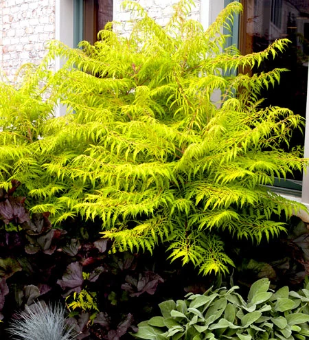 Essigbaum `Tiger Eyes´ Rhus Typhina `Tiger Eyes´ 4 Essigbaum `Tiger Eyes´ Rhus Typhina `Tiger Eyes´ – Bild 2
