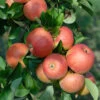 Topaz ® Malus Domestica -Premium-Pflanzenauswahl-Shop Topaz