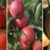 Drei-Sorten Apfelbaum (Gala, Elstar, Jonagold, Cox Orange) Malus Domestica 1 Drei-Sorten Apfelbaum (Gala, Elstar, Jonagold, Cox Orange) Malus Domestica -Premium-Pflanzenauswahl-Shop Trio Apfel Gala Elstar und Cox 1