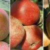 Drei-Sorten Apfelbaum (Alkmene, Melrose, Cox Orange, James Grieve) Malus Domestica -Premium-Pflanzenauswahl-Shop Trio Apfel Melrose Alkmene und Cox