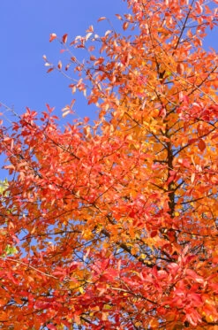 Schwarzer Tupelobaum Nyssa Sylvatica