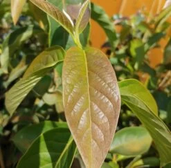 Schwarzer Tupelobaum Nyssa Sylvatica 10 Schwarzer Tupelobaum Nyssa Sylvatica -Premium-Pflanzenauswahl-Shop Tupelobaum Blatt