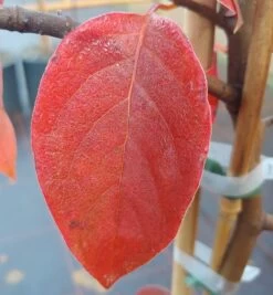 Schwarzer Tupelobaum Nyssa Sylvatica 12 Schwarzer Tupelobaum Nyssa Sylvatica -Premium-Pflanzenauswahl-Shop Tupelobaum herbstf rbung 1