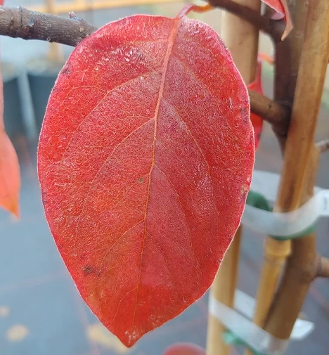 Schwarzer Tupelobaum Nyssa Sylvatica 7 Schwarzer Tupelobaum Nyssa Sylvatica – Bild 5