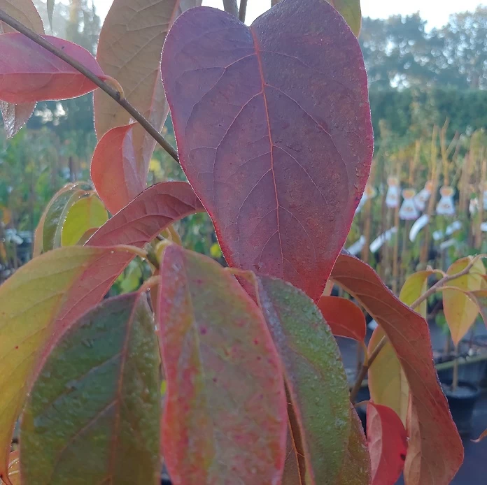 Schwarzer Tupelobaum Nyssa Sylvatica 6 Schwarzer Tupelobaum Nyssa Sylvatica – Bild 4