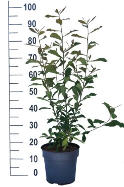 Schwarzer Tupelobaum Nyssa Sylvatica 13 Schwarzer Tupelobaum Nyssa Sylvatica -Premium-Pflanzenauswahl-Shop Tupelobaum weiss