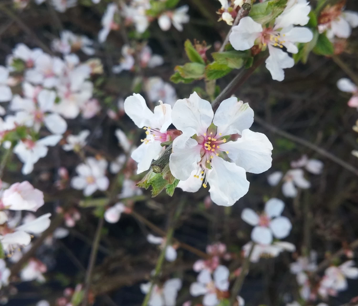 Nankingkirsche `Orient´ Prunus Tomentosa Orient 4 Nankingkirsche `Orient´ Prunus Tomentosa Orient – Bild 2