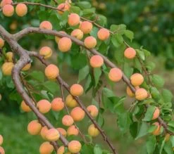 Ungarische Beste Prunus Armeniaca `Ungarische Beste´