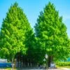 Urwelt-Mammutbaum Metasequoia Glyptostroboides 1 Urwelt-Mammutbaum Metasequoia Glyptostroboides -Premium-Pflanzenauswahl-Shop Urweltmammutbaum