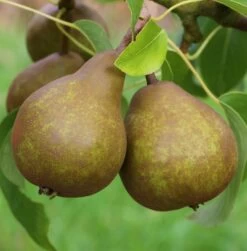 Uta Pyrus Communis `Uta´ -Premium-Pflanzenauswahl-Shop Uta