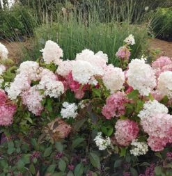 Rispenhortensie `Vanille-Fraise´ Hydrangea Paniculata `Vanille Fraise´ 17 Rispenhortensie `Vanille-Fraise´ Hydrangea Paniculata `Vanille Fraise´ -Premium-Pflanzenauswahl-Shop Vanille Fraise22
