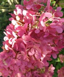 Rispenhortensie `Vanille-Fraise´ Hydrangea Paniculata `Vanille Fraise´ 15 Rispenhortensie `Vanille-Fraise´ Hydrangea Paniculata `Vanille Fraise´ -Premium-Pflanzenauswahl-Shop Vanille fraise August