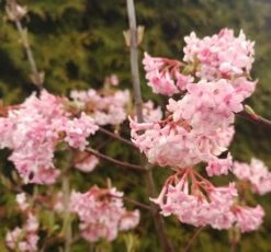 Duftender Winterschneeball `Dawn´ Viburnum Bodnantense `Dawn´ 10 Duftender Winterschneeball `Dawn´ Viburnum Bodnantense `Dawn´ -Premium-Pflanzenauswahl-Shop Viburnum Dawn2