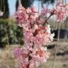 Duftender Winterschneeball `Dawn´ Viburnum Bodnantense `Dawn´ 1 Duftender Winterschneeball `Dawn´ Viburnum Bodnantense `Dawn´ -Premium-Pflanzenauswahl-Shop Viburnum Dawn9