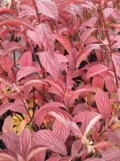 Duftender Winterschneeball `Dawn´ Viburnum Bodnantense `Dawn´ 11 Duftender Winterschneeball `Dawn´ Viburnum Bodnantense `Dawn´ -Premium-Pflanzenauswahl-Shop Viburnum bodnantense dawn herbstf rbung