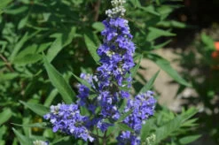 Zwerg-Mönchspfeffer `Blue Puffball´ ® Vitex Agnus-castus 6 Zwerg-Mönchspfeffer `Blue Puffball´ ® Vitex Agnus-castus -Premium-Pflanzenauswahl-Shop Vitex BluePuffball 4