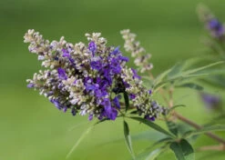 Zwerg-Mönchspfeffer `Blue Puffball´ ® Vitex Agnus-castus 7 Zwerg-Mönchspfeffer `Blue Puffball´ ® Vitex Agnus-castus -Premium-Pflanzenauswahl-Shop Vitex BluePuffball 7