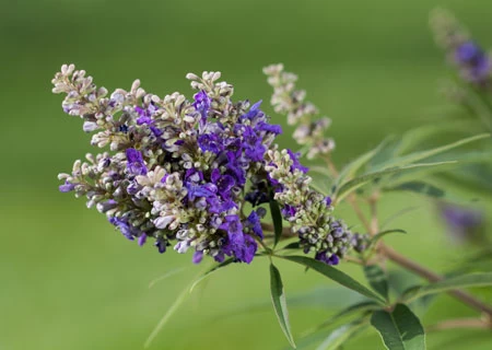 Zwerg-Mönchspfeffer `Blue Puffball´ ® Vitex Agnus-castus 5 Zwerg-Mönchspfeffer `Blue Puffball´ ® Vitex Agnus-castus – Bild 3