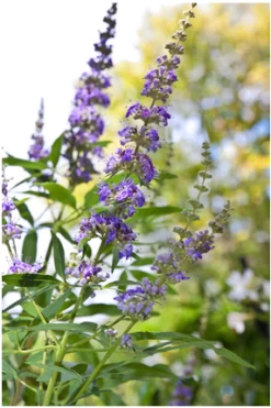 Mönchspfeffer Vitex Agnus Castus 13 Mönchspfeffer Vitex Agnus Castus -Premium-Pflanzenauswahl-Shop Vitex M nchspfeffer