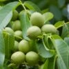 Walnuss `Fernette´ Juglans Regia -Premium-Pflanzenauswahl-Shop Waln sse am Baum