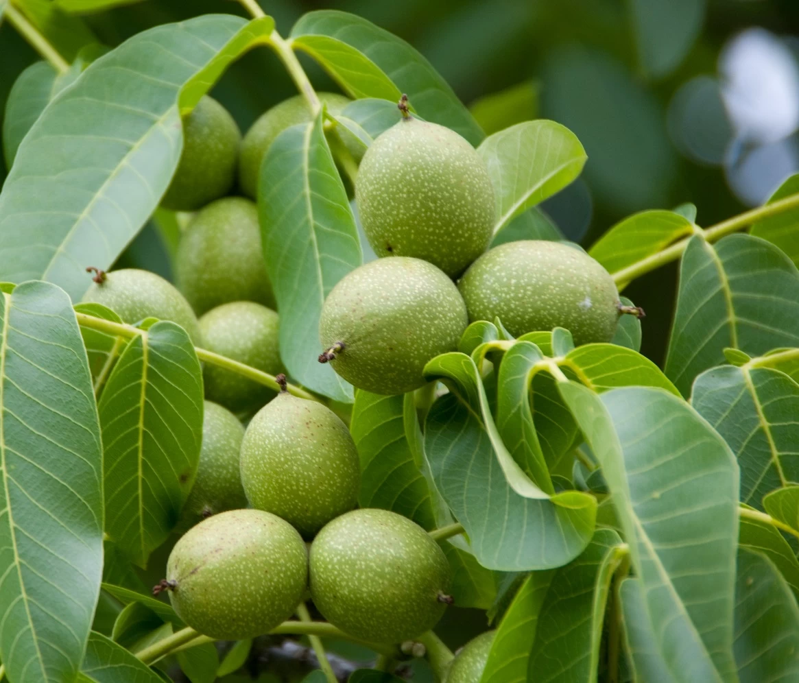 Walnuss `Fernette´ Juglans Regia 3 Walnuss `Fernette´ Juglans Regia