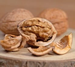 Walnuss `Franquette´ Juglans Regia `Franquette´