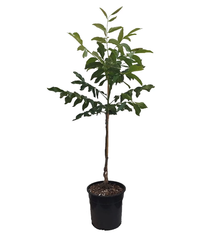 Walnuss - Wunder Von Monrepos Juglans Regia `Wunder Von Monrepos´ 3 Walnuss - Wunder Von Monrepos Juglans Regia `Wunder Von Monrepos´