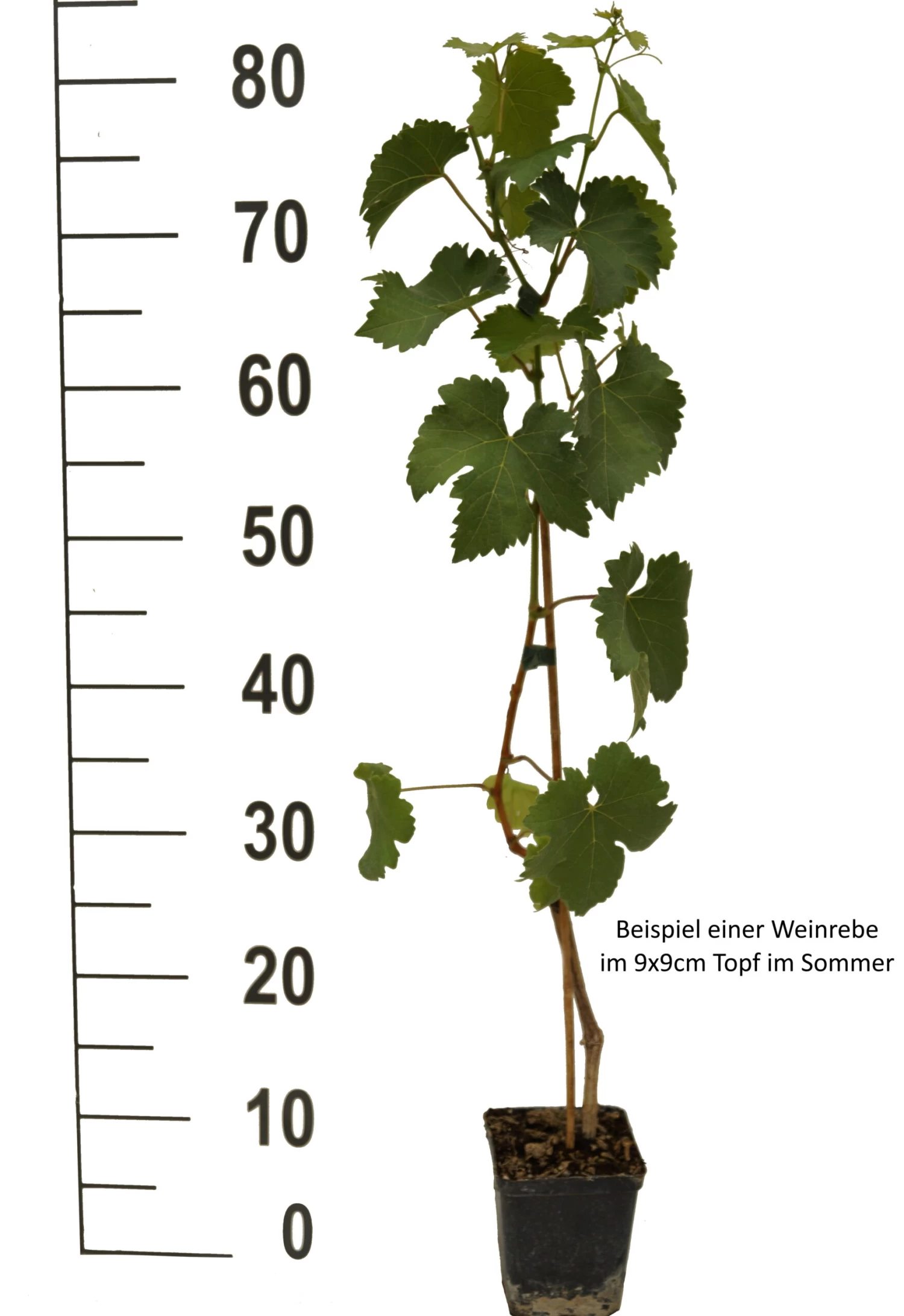 Kodrianka Vitis `Kodrianka´ 4 Kodrianka Vitis `Kodrianka´ – Bild 2