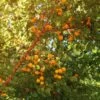 Wildaprikose Prunus Armeniaca -Premium-Pflanzenauswahl-Shop Wilde Marille