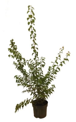 Wildaprikose Prunus Armeniaca -Premium-Pflanzenauswahl-Shop Wilde MarilleJ1BclAq2XwZEv