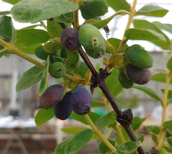 Sibirische Blaubeere / Honigbeere `Wojtek´ Lonicera Kamtschatica `Wojtek´ 3 Sibirische Blaubeere / Honigbeere `Wojtek´ Lonicera Kamtschatica `Wojtek´