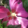 Hibiskus `Woodbridge´ Hibiscus Syriacus `Woodbridge´ -Premium-Pflanzenauswahl-Shop Woodbridge