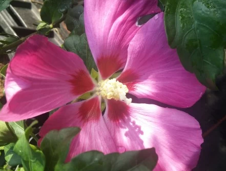 Hibiskus `Woodbridge´ Hibiscus Syriacus `Woodbridge´ 3 Hibiskus `Woodbridge´ Hibiscus Syriacus `Woodbridge´