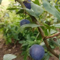 Zibarte Voraussichtlich Ab Juni/Juli Wieder Verfügbar -Premium-Pflanzenauswahl-Shop Zibarte 2