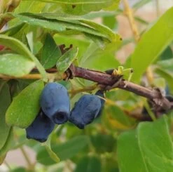 Sibirische Blaubeere / Honigbeere `Zojka Lonicera Kamtschatica `Zojka´