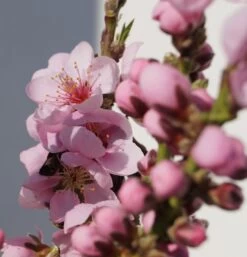 Zwergnektarine `Rubis® Necta ZeeⓈ´ Prunus Nucipersica 9 Zwergnektarine `Rubis® Necta ZeeⓈ´ Prunus Nucipersica -Premium-Pflanzenauswahl-Shop Zwerg nektarine bl te