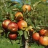 Zwergapfel Delgrina (R) Malus Domestica `Delgrina´ 1 Zwergapfel Delgrina (R) Malus Domestica `Delgrina´ -Premium-Pflanzenauswahl-Shop Zwergapfel