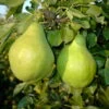 Zwergbirne Helenchen Pyrus Communis `Helenchen´ -Premium-Pflanzenauswahl-Shop Zwergbirne 1