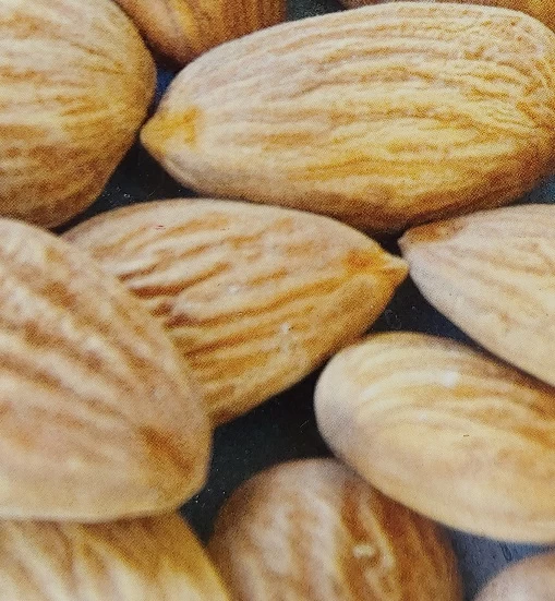 Zwerg-Fruchtmandel `Garden Prince´ Prunus `Zwerg-Fruchtmandel´ 4 Zwerg-Fruchtmandel `Garden Prince´ Prunus `Zwerg-Fruchtmandel´ – Bild 2