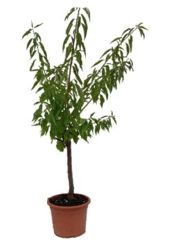 Zwerg-Fruchtmandel `Garden Prince´ Prunus `Zwerg-Fruchtmandel´ 9 Zwerg-Fruchtmandel `Garden Prince´ Prunus `Zwerg-Fruchtmandel´ -Premium-Pflanzenauswahl-Shop Zwergmandel1