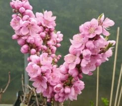 Zwergnektarine `Nectarella´ Prunus Nucipersica -Premium-Pflanzenauswahl-Shop Zwergnektarine Bl te