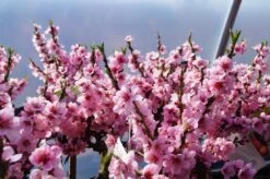 Premium-Pflanzenauswahl-Shop -Premium-Pflanzenauswahl-Shop Zwergnektarine Bl teRjyWE7hXRu7JE