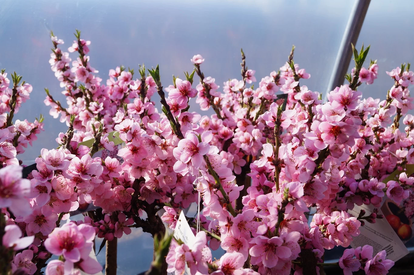 Zwergnektarine `Rubis® Necta ZeeⓈ´ Prunus Nucipersica 4 Zwergnektarine `Rubis® Necta ZeeⓈ´ Prunus Nucipersica – Bild 2