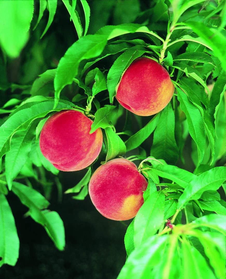 Zwergpfirsich `Amber® Pix ZeeⓈ´ Prunus Persica 3 Zwergpfirsich `Amber® Pix ZeeⓈ´ Prunus Persica