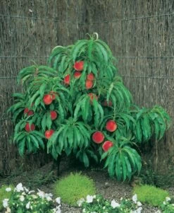 Zwergpfirsich `Amber® Pix ZeeⓈ´ Prunus Persica 7 Zwergpfirsich `Amber® Pix ZeeⓈ´ Prunus Persica -Premium-Pflanzenauswahl-Shop Zwergpfirsich Pixi1