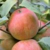 Zwergapfel `Alkmene´ Malus Domestica `Alkmene 2 Zwergapfel `Alkmene´ Malus Domestica `Alkmene -Premium-Pflanzenauswahl-Shop alkmene