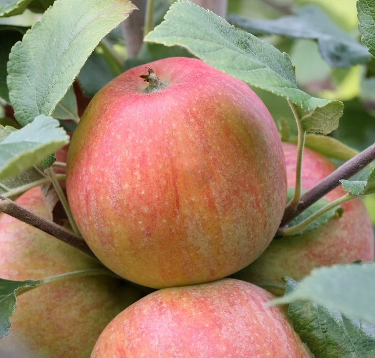 Zwergapfel `Alkmene´ Malus Domestica `Alkmene 3 Zwergapfel `Alkmene´ Malus Domestica `Alkmene